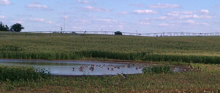 Muddy Dog Days of August Wet Field
