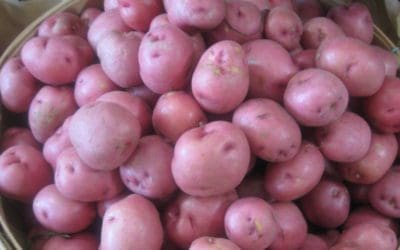 Red Potatoes