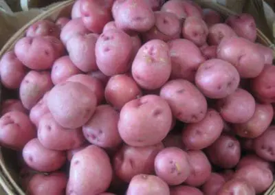 Red Potatoes