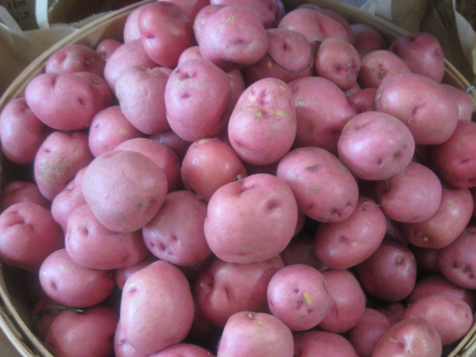 Vegetable_Red Potato