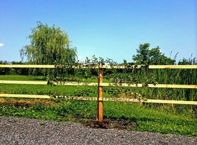 'Hat Trick' a threetiered Espalier Apple Tree Pahl's Market Apple