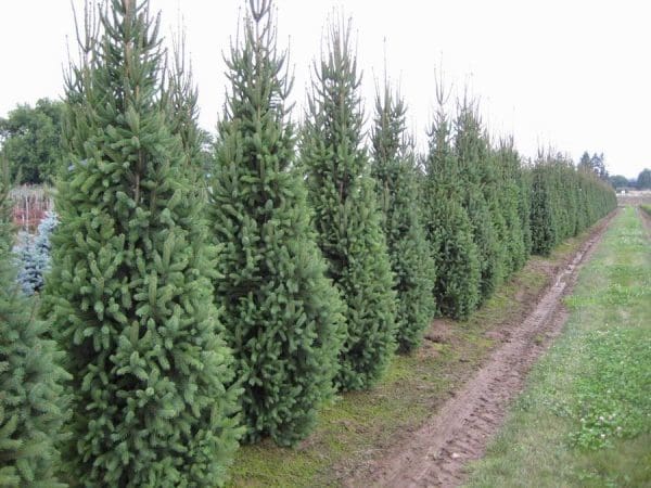 Picea Abies ‘Cupressina’ for Shelter and Seclusion
