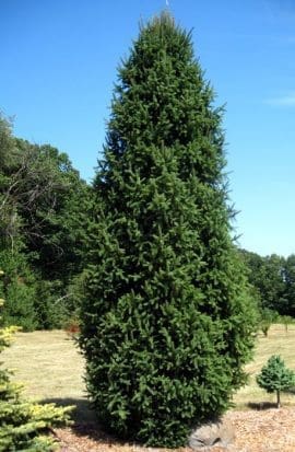 picea abies cupressina