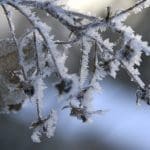 Winter Raspberries Waiting