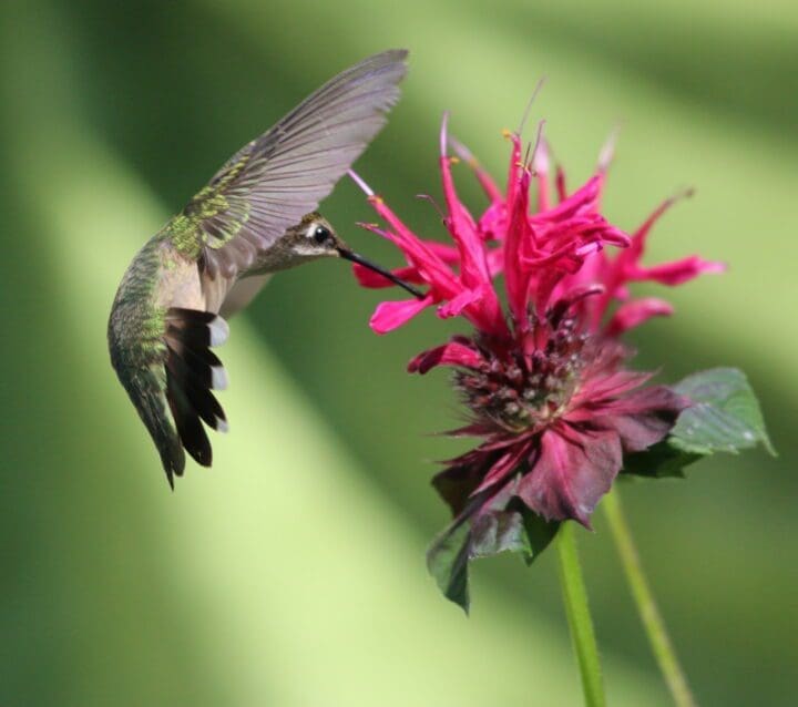 Hummingbird on Bee Balm