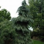 picea_engelmannii_bushslace-3-664x1000