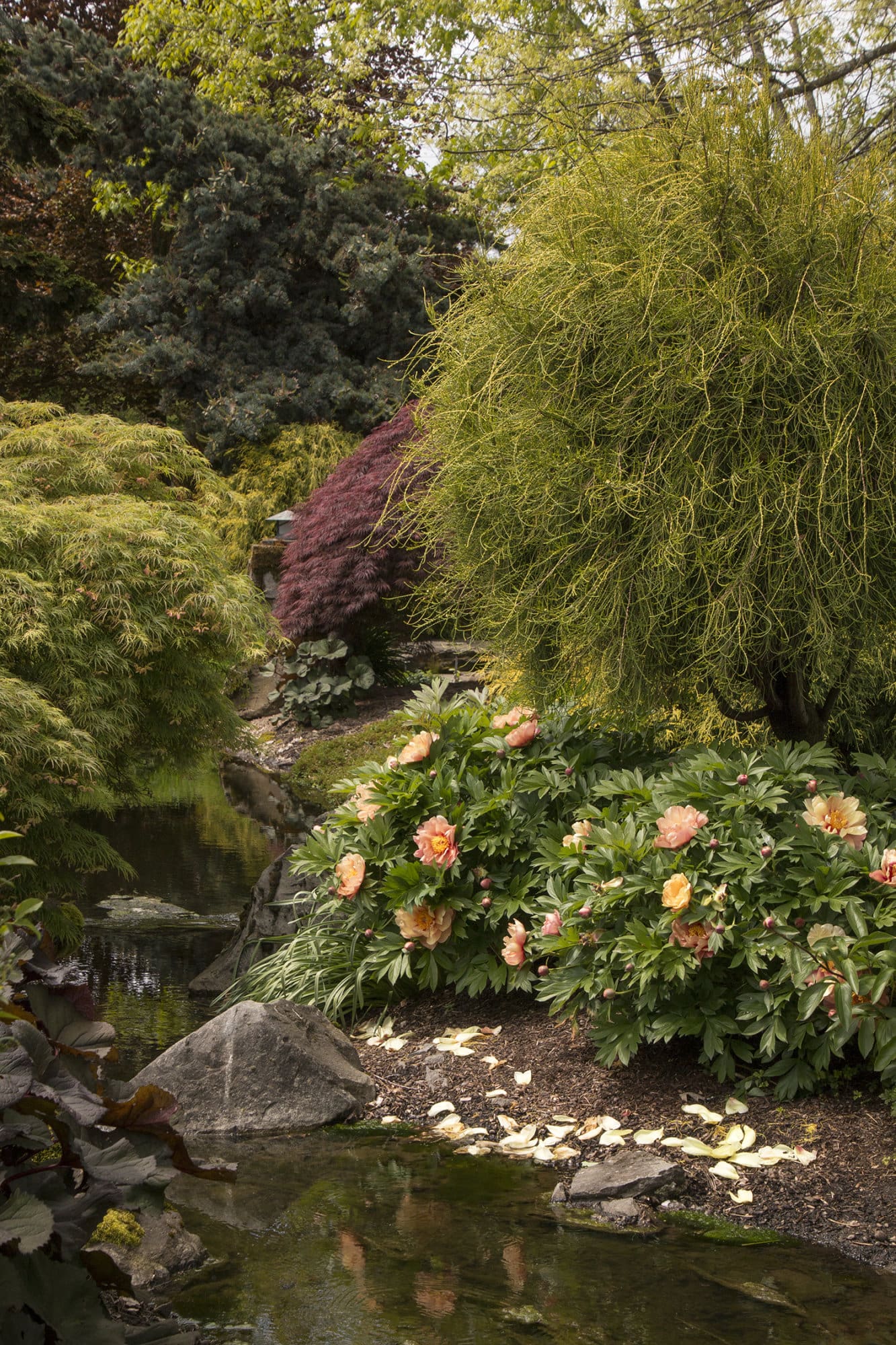 Golden Charm Thread Branch Cypress Plant Library Pahl's Market Apple Valley, MN