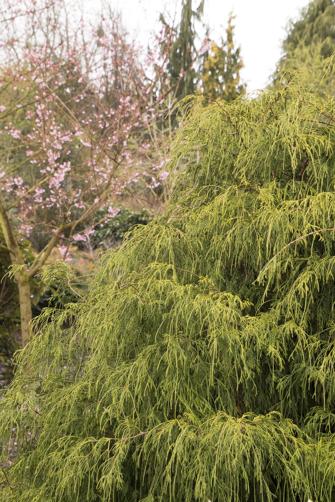 Golden Charm Thread Branch Cypress Plant Library Pahl