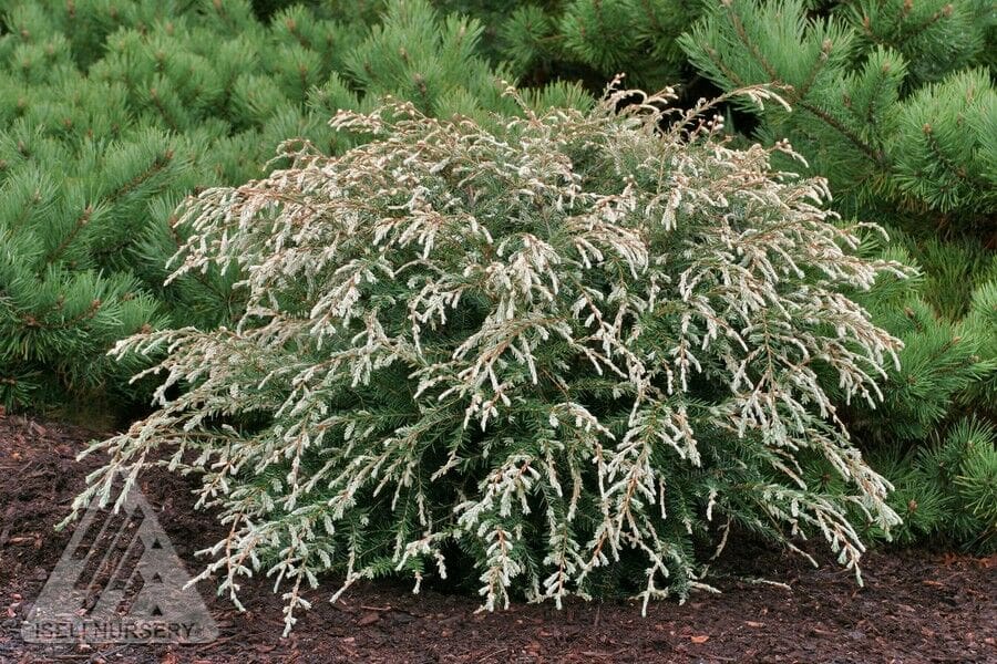 Albospica Canadian Hemlock Plant Library Pahl's Market Apple
