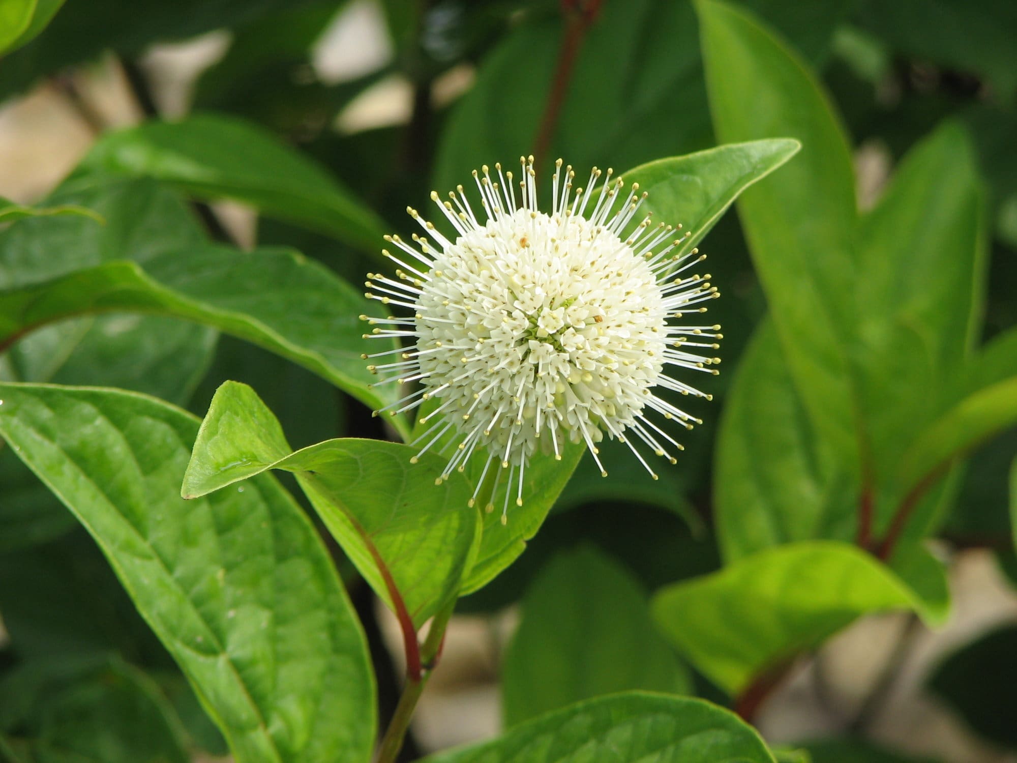 Fiber Optics Buttonbush Plant Library Pahl�s Market