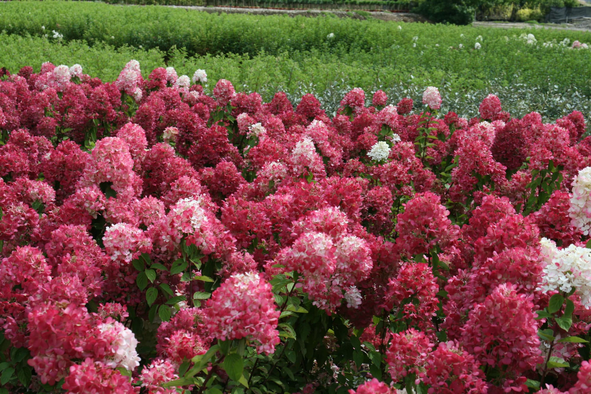 Diamond Rouge Hydrangea - Plant Library - Pahl's Market - Apple Valley, MN