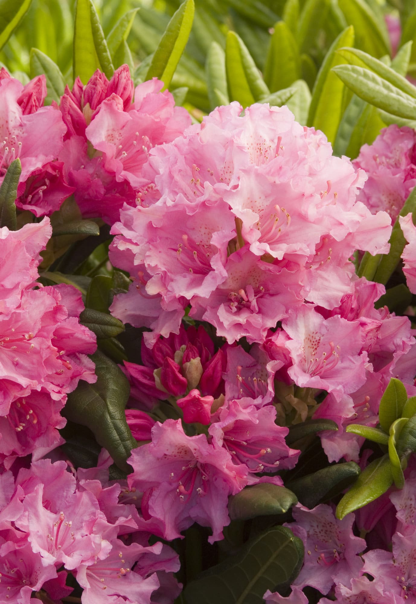 Haaga Rhododendron Plant Library Pahl's Market Apple