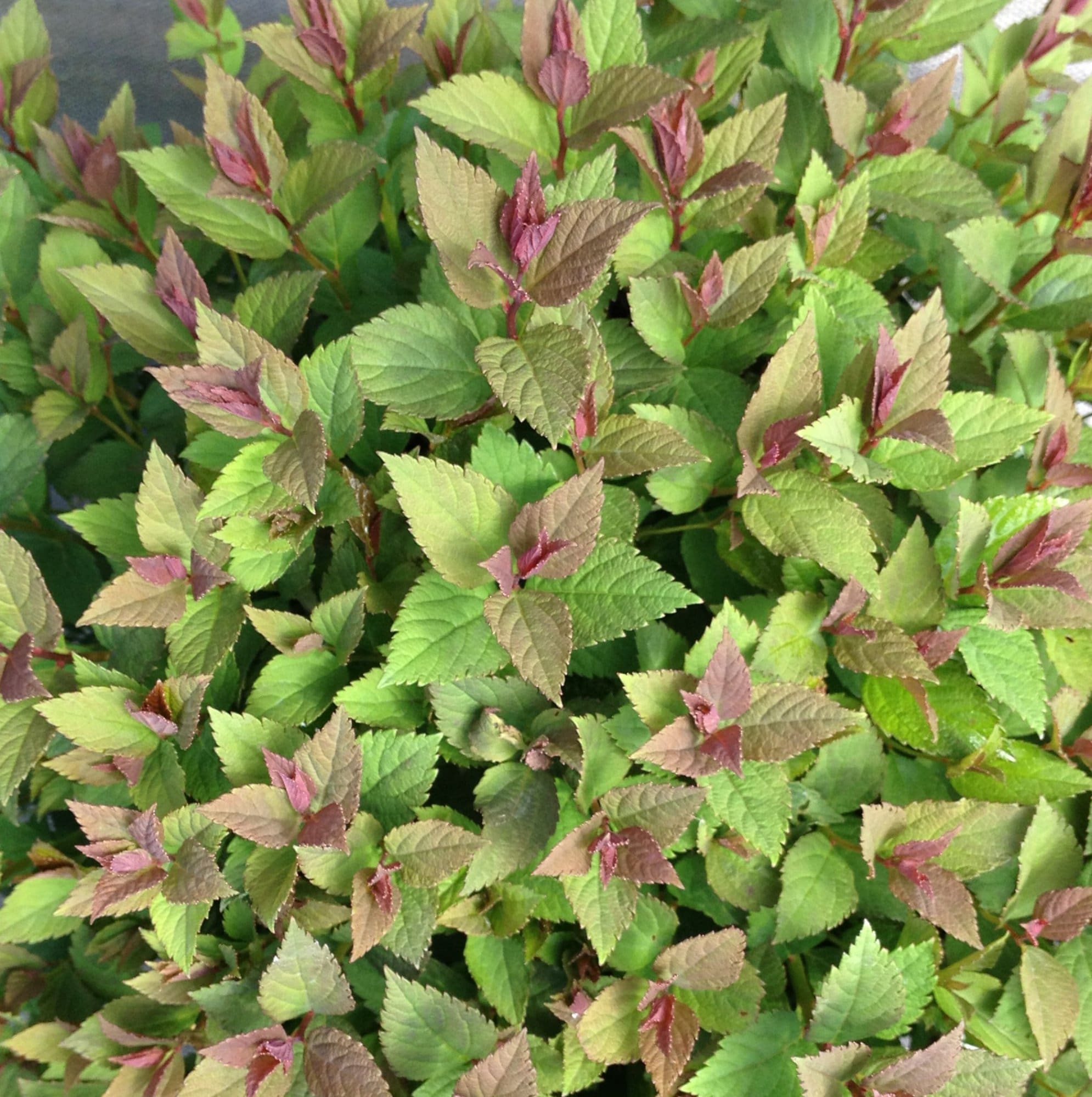 Lil' Flirt Spirea