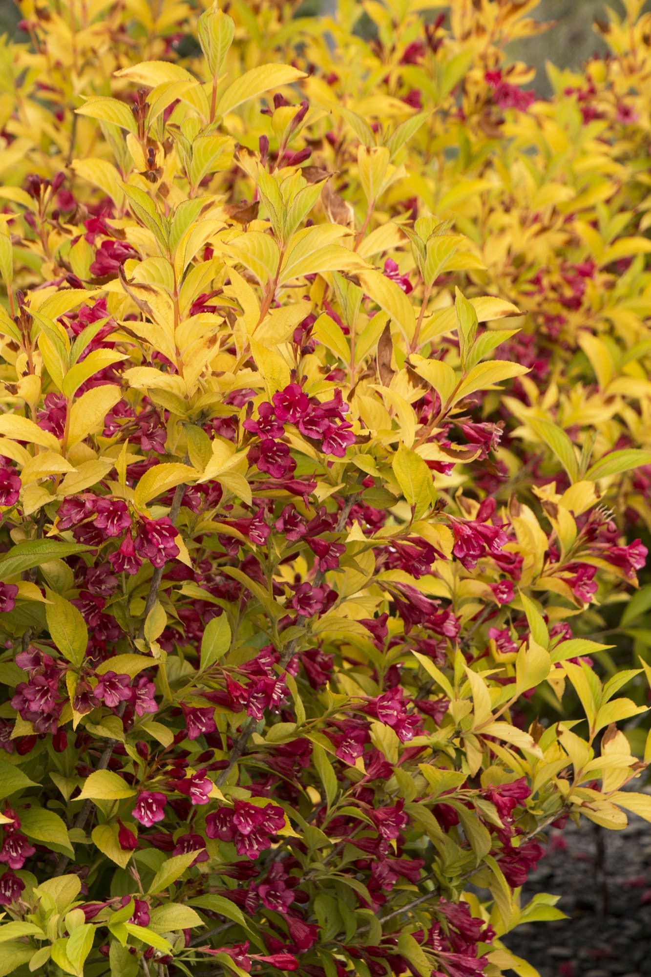 Golden Jackpot Weigela Plant Library Pahl's Market Apple Valley, MN