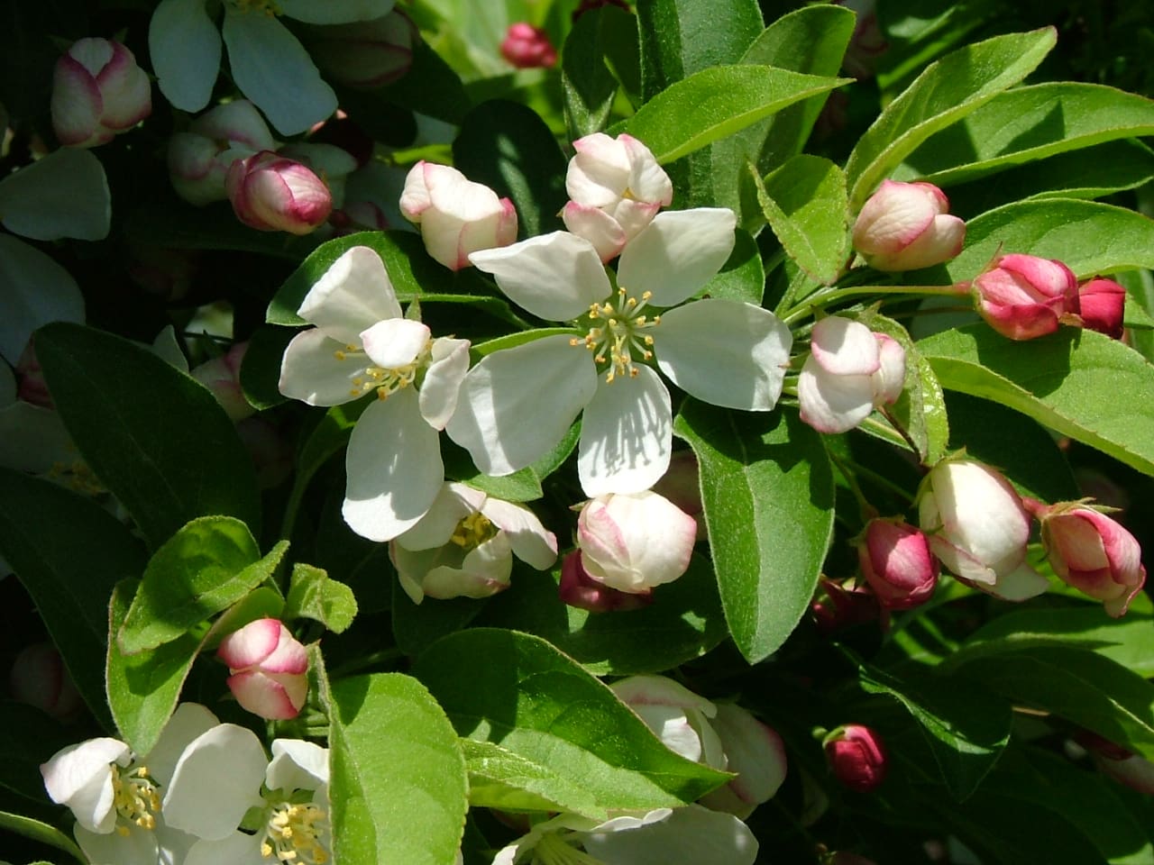 cinderella crabapple tree