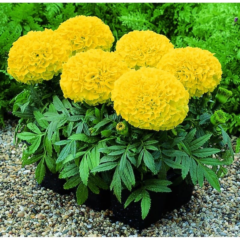 Taishan Yellow Marigold Plant Library Pahl's Market Apple Valley, MN