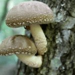 Baby Shiitake