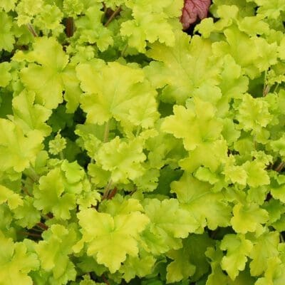 Lime Marmalade Coral Bells
