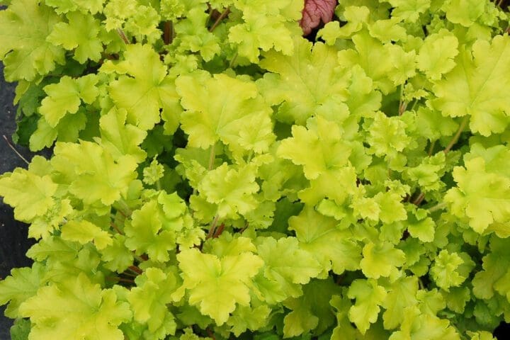 Lime Marmalade Coral Bells