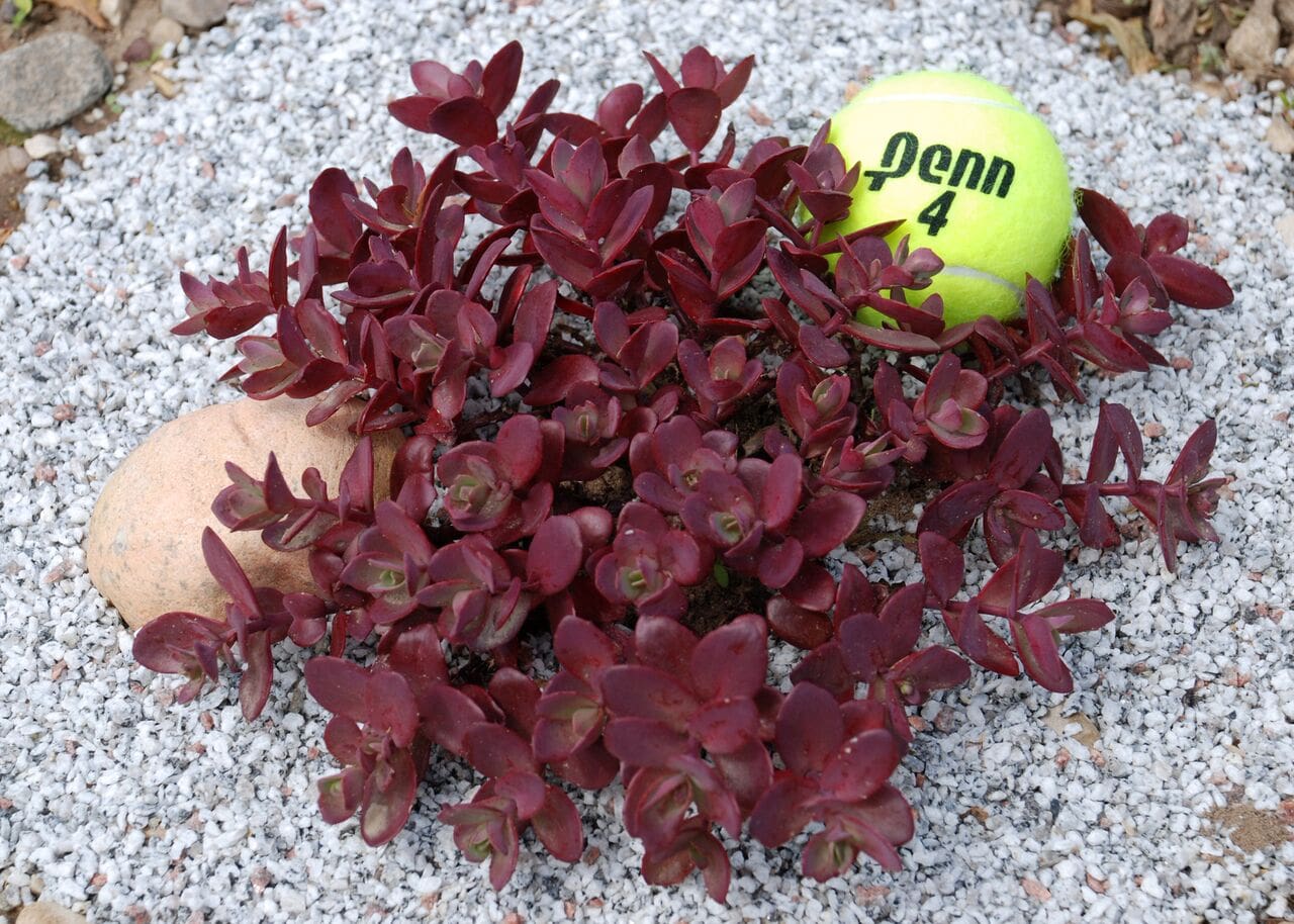sedum sunsparkler cherry tart