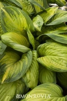 Stained Glass Hosta