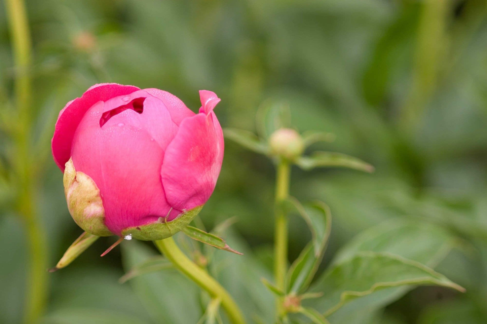Felix Supreme Peony - Pahl's Market - Apple Valley, MN