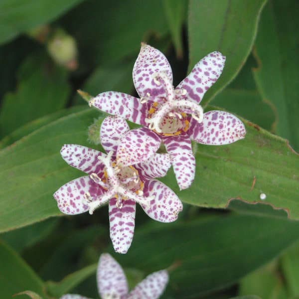 Miyzaki Hybrid Toad Lily Plant Library Pahl's Market Apple Valley, MN