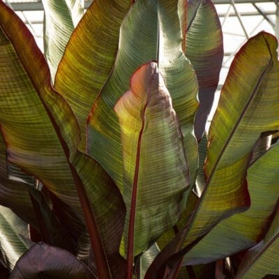 Red Leaved Banana Pahl S Market Apple Valley Mn Red Leaved Banana Pahl S Market Apple Valley Mn