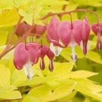 Bleeding Heart