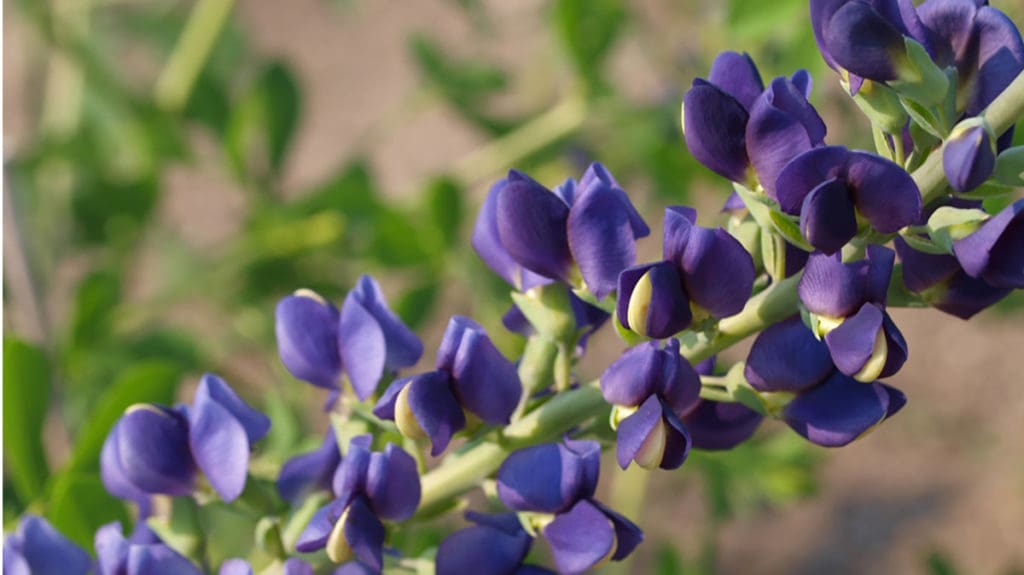 Early Blooming, Cold Hardy, Pollinator Magnets