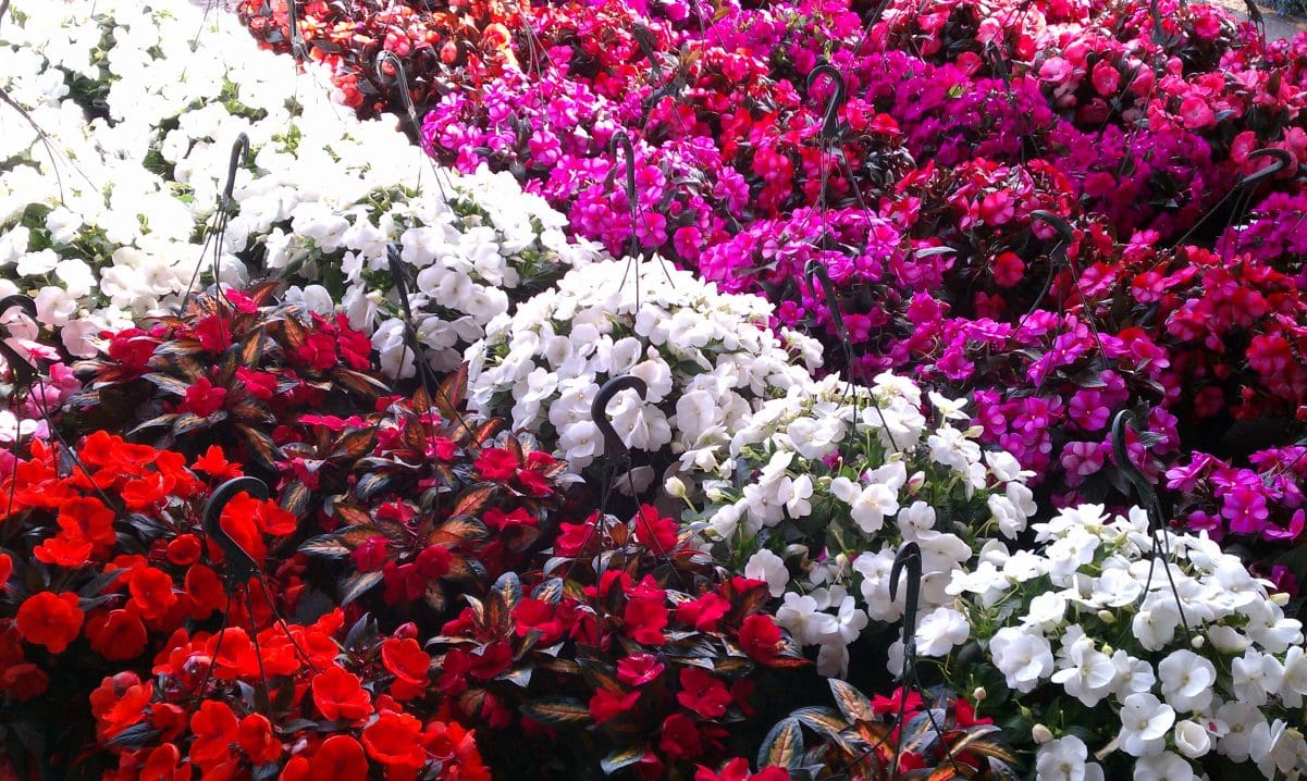 CHRISTMAS FLORAL DISPLAY - Pahl's Market - Apple Valley, MN