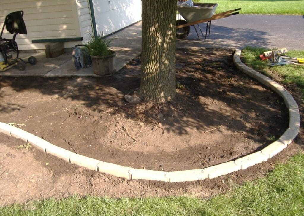 Are Tree Roots Killing Your Lawn?
