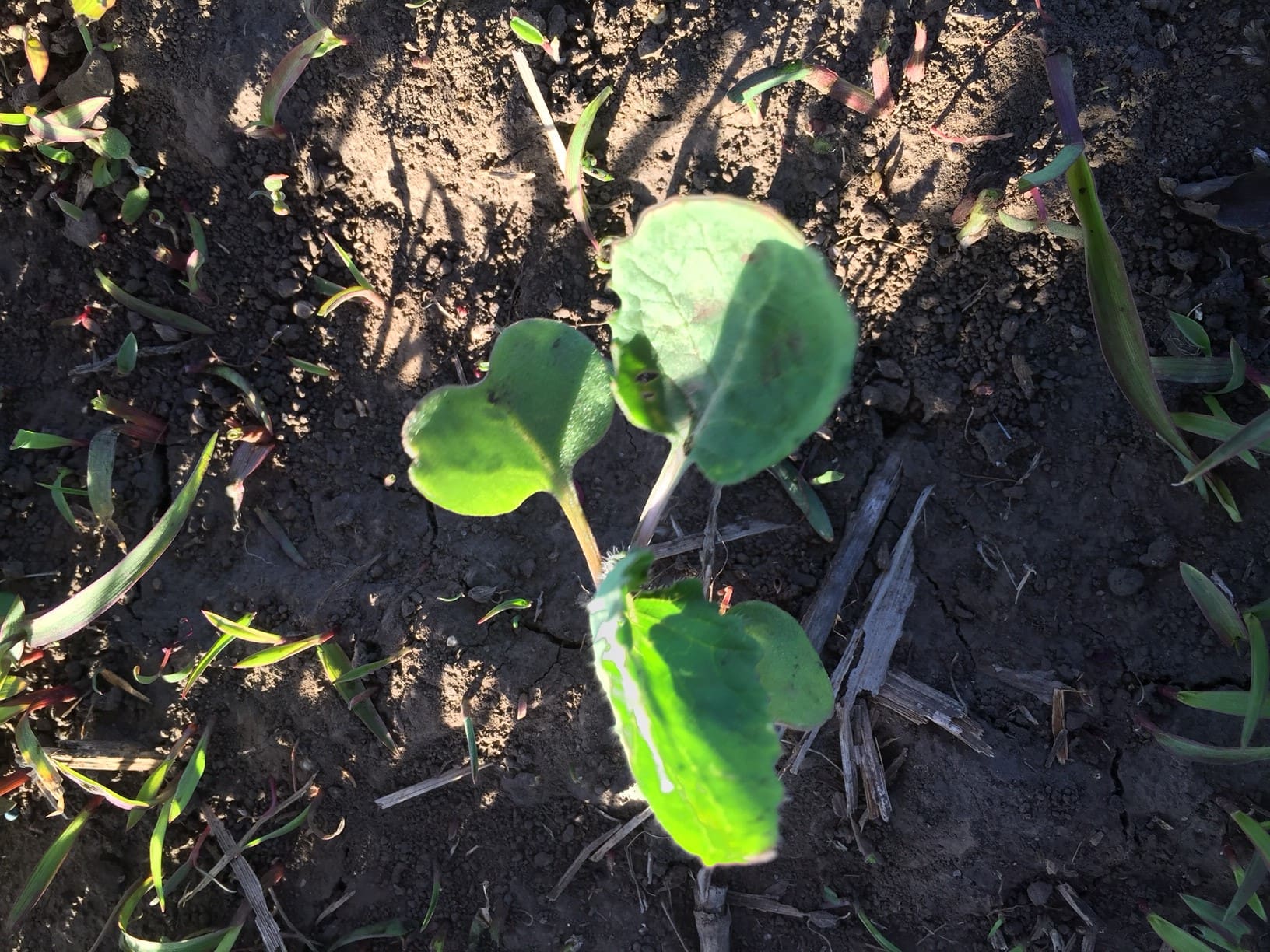 Radish Field