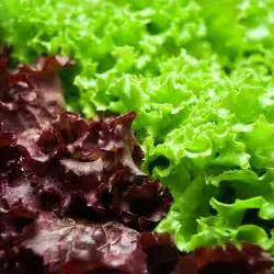 Lettuce – Red, Green or Romaine