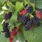 Blackberries