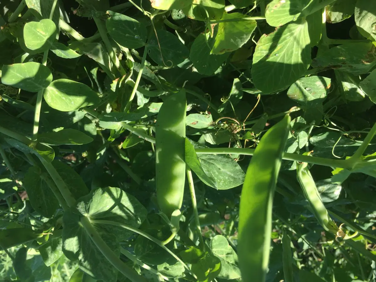 Pea Field