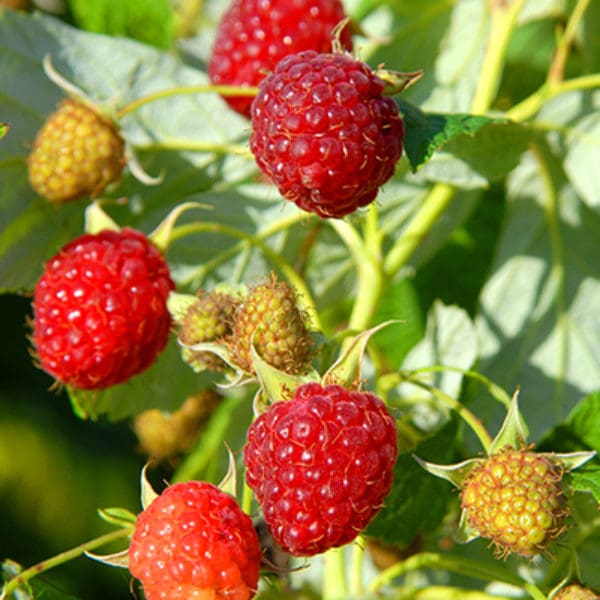 How to Grow Berries in Containers Pahl�s Market Apple