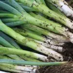 Leeks