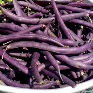 Purple Green Beans