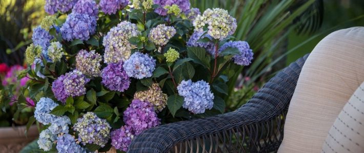 Today’s Homeowners Seek Short and Narrow Plants Hydrangea