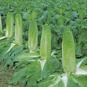 Monument Cabbage