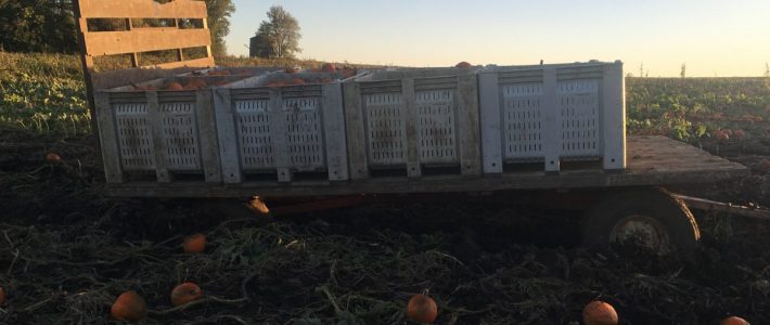 News from the Farmer Wagon Stuck in Mud