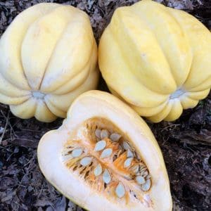 white acorn squash