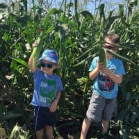 Save the Date – Sweet Corn Pick Harvest Event