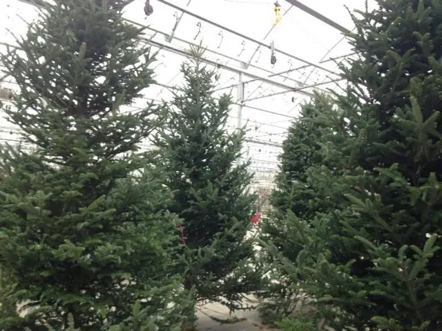 Christmas Trees