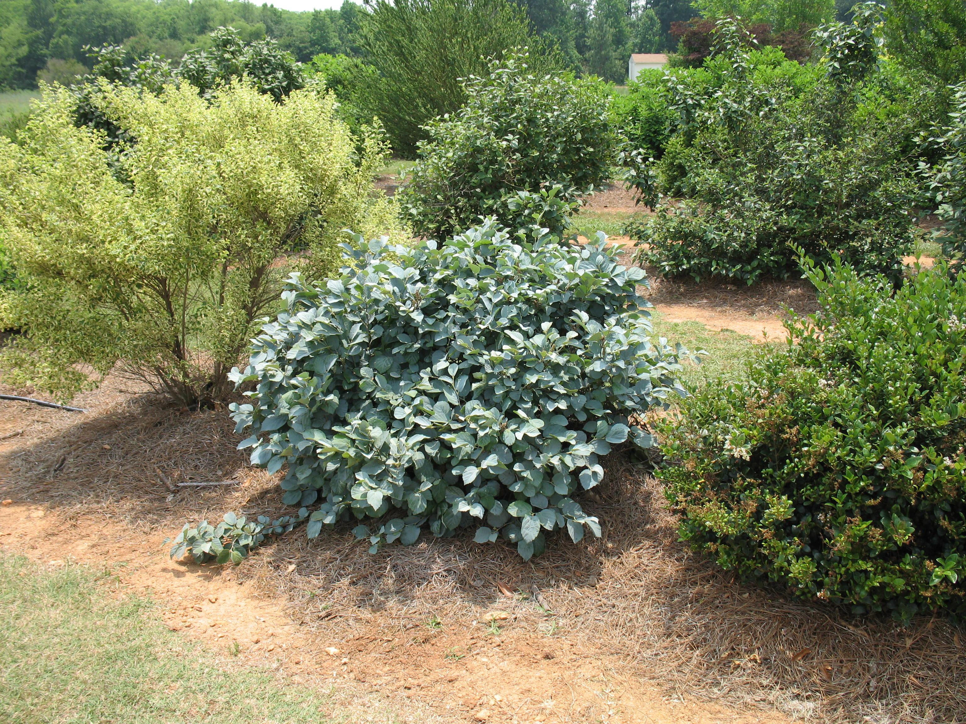 Fothergilla Major Blue Shadow