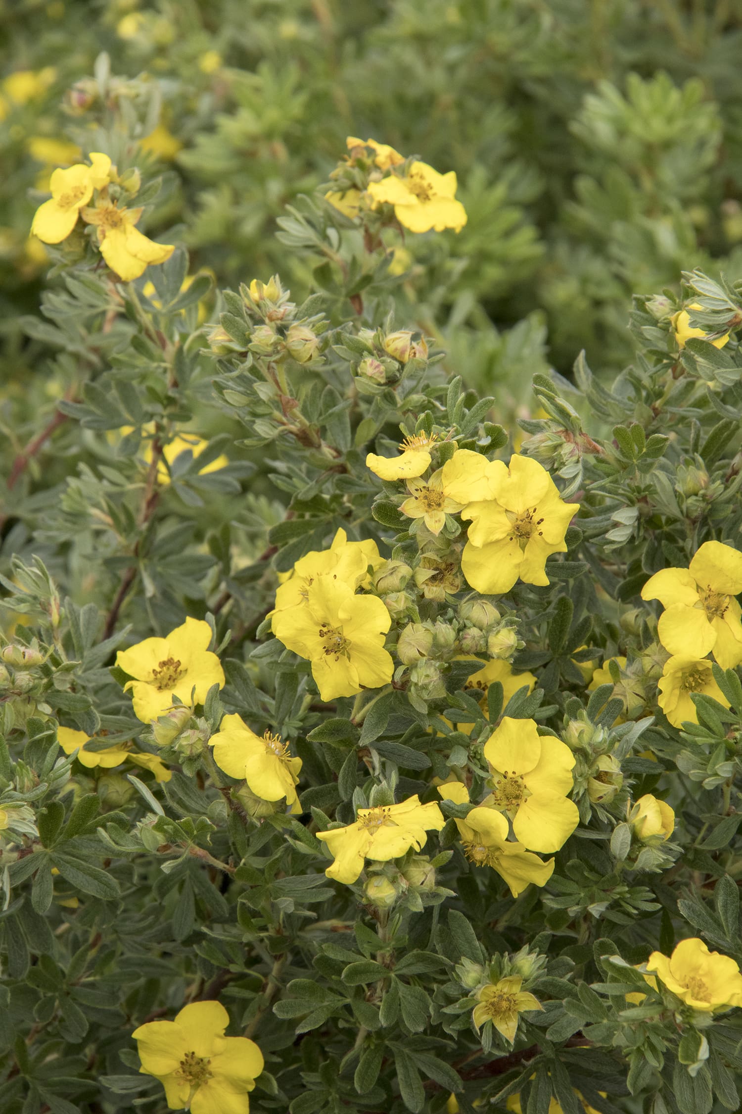 CheeseHead Potentilla Plant Library Pahl's Market Apple Valley, MN