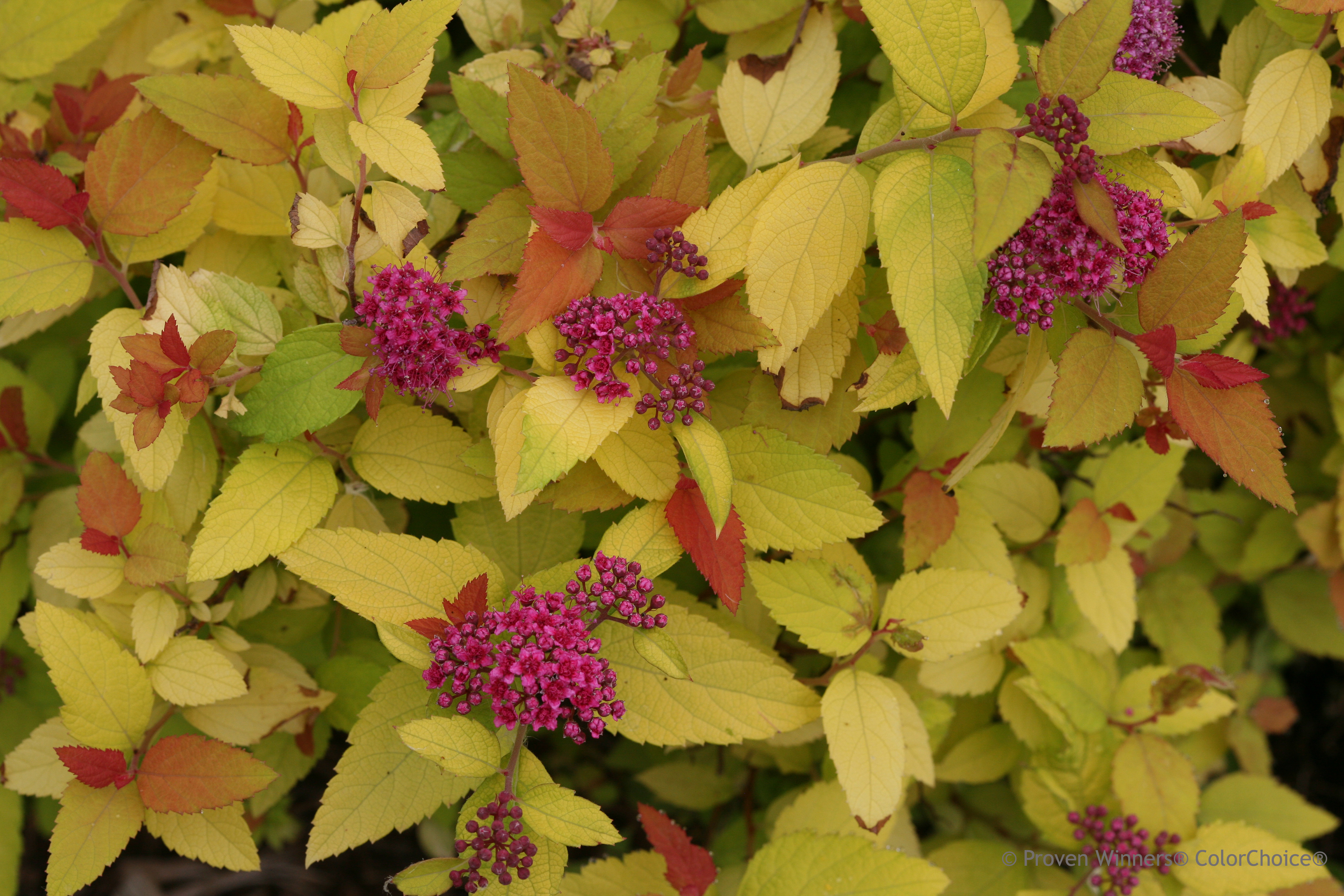 Double Play Candy Corn Spirea Plant Library Pahl's Market Apple