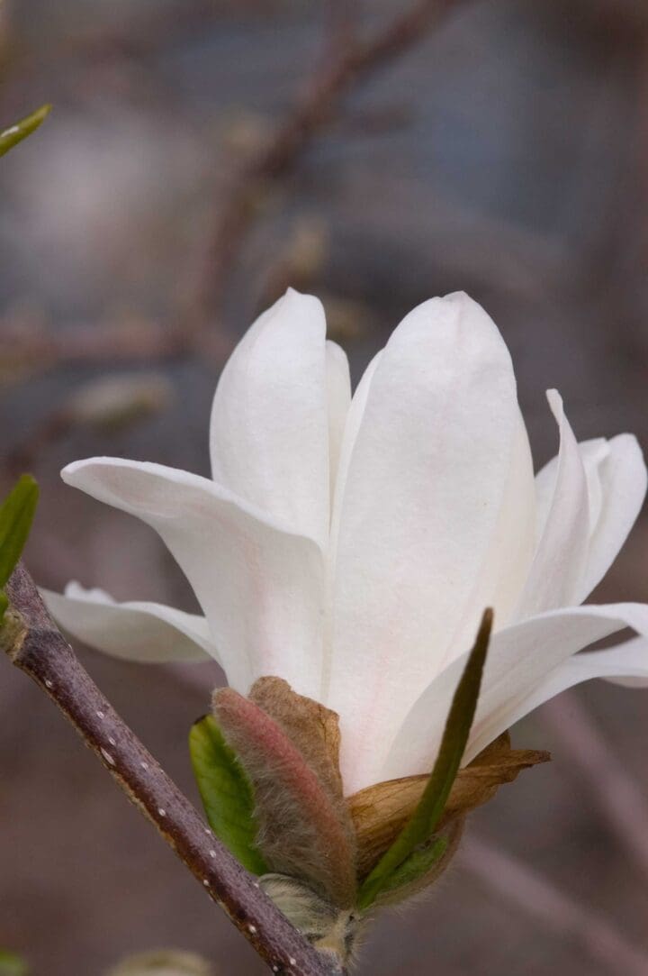 Merrill Magnolia Pahl's Market Apple Valley, MN