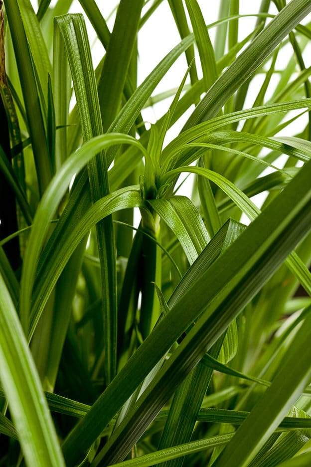 CypressKing Tut Ornamental Grass Plant Library Pahl's Market
